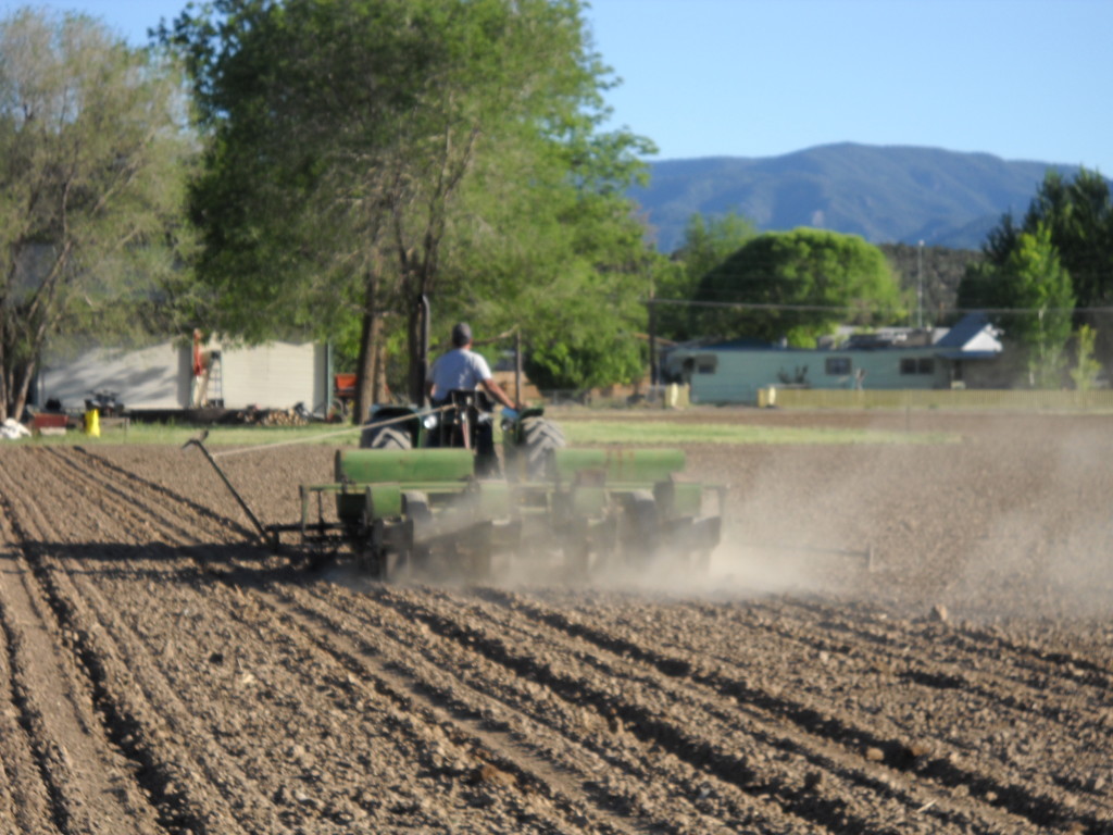 Planting the corn for the maze in June. 